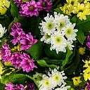 15 хризантем микс