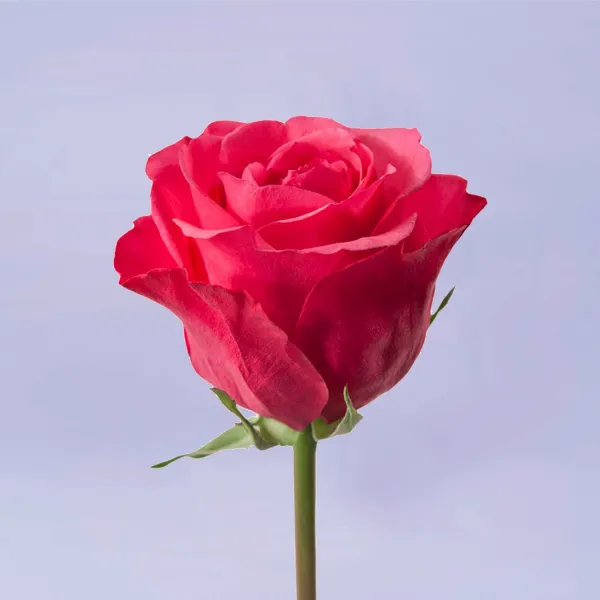25 розовых роз (35 см)