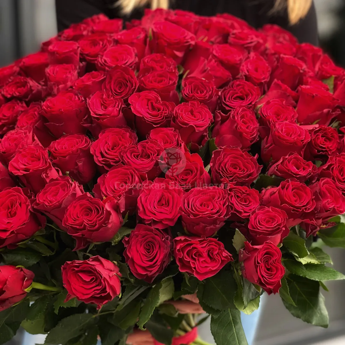 101 красная роза (70 см)