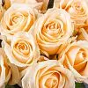 23 кремовые розы (60 см)