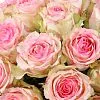 33 бело-розовые розы (70 см)