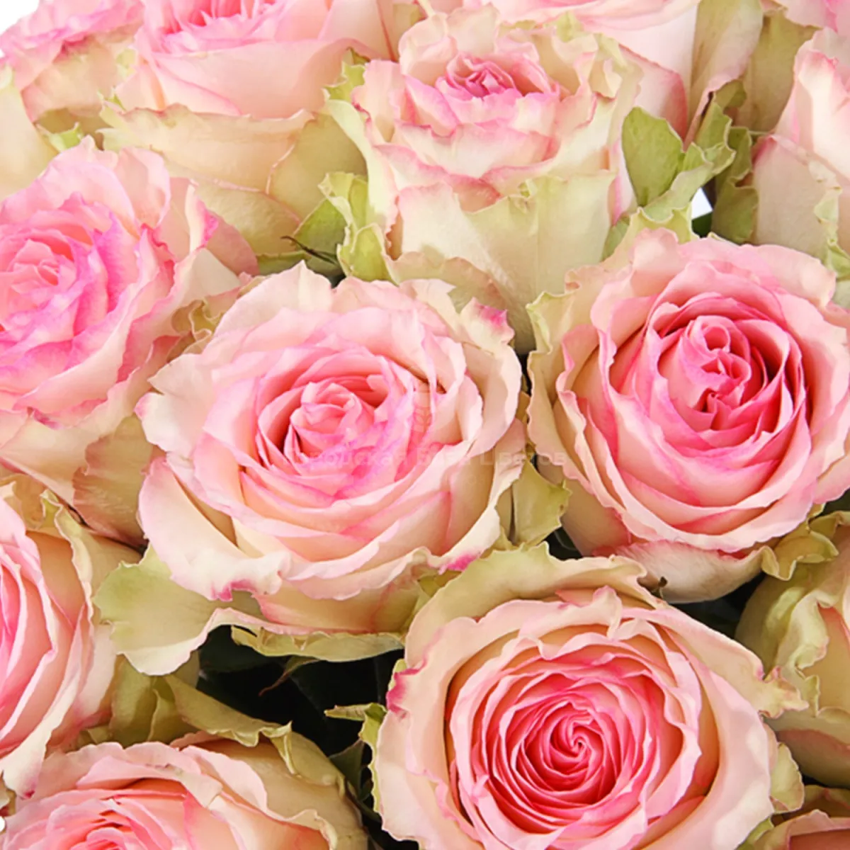 35 бело-розовых роз (70 см)