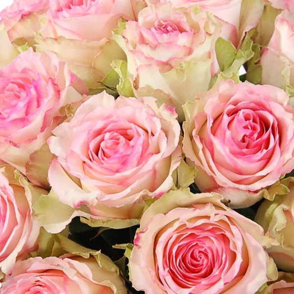 25 бело-розовых роз (70 см)
