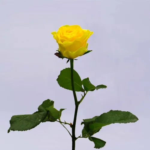 23 жёлтые розы (35 см)