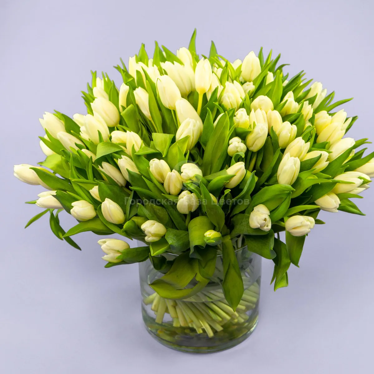 Букет из 101 белого тюльпана фото №1 Букет из 101 белого тюльпана