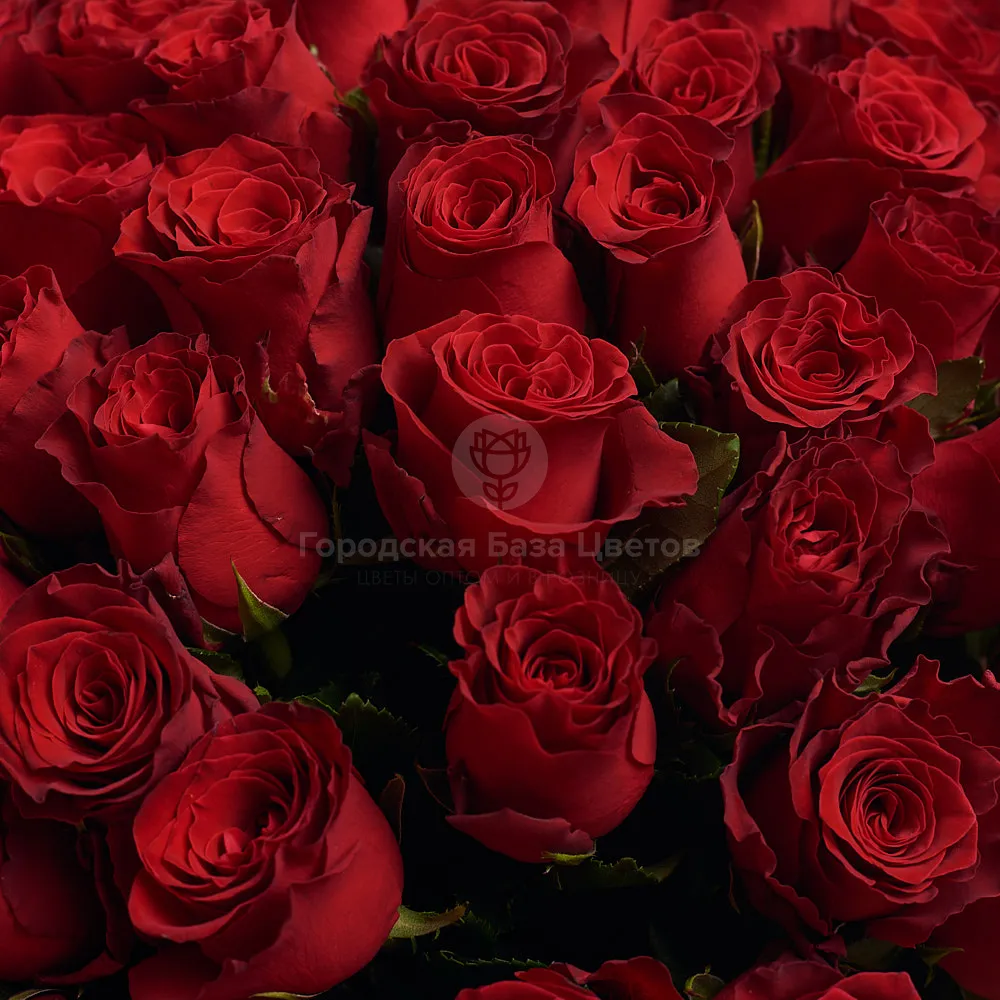 Букет из 51 гранатово-красной розы (60 см)