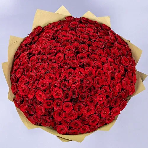 201 красная роза (60 см)