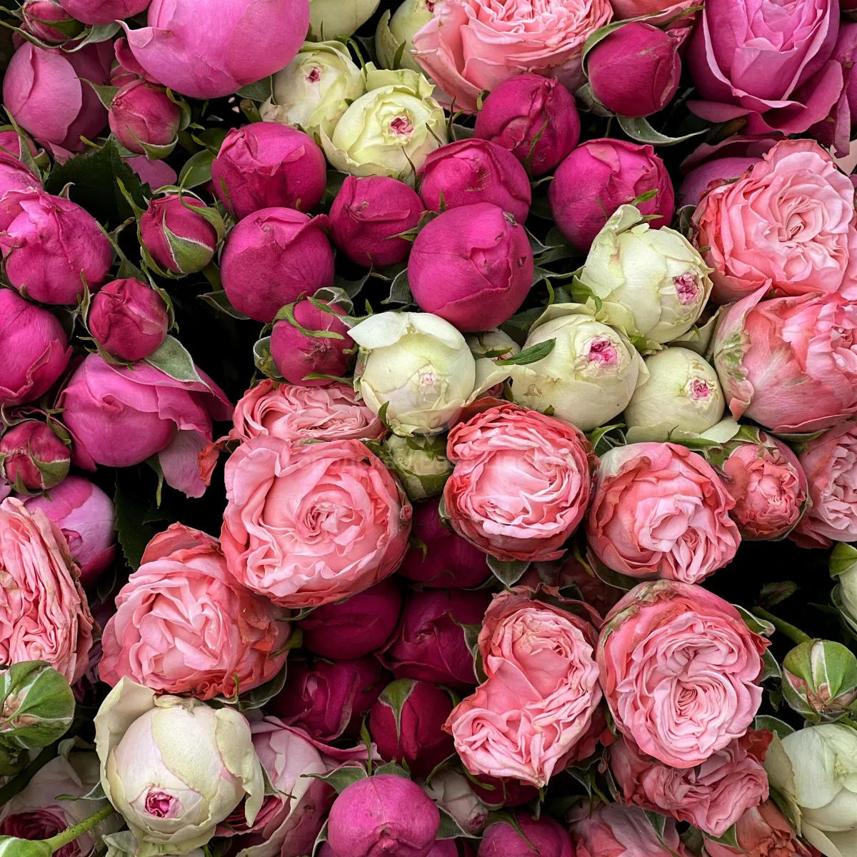37 бело-розовых кустовых роз