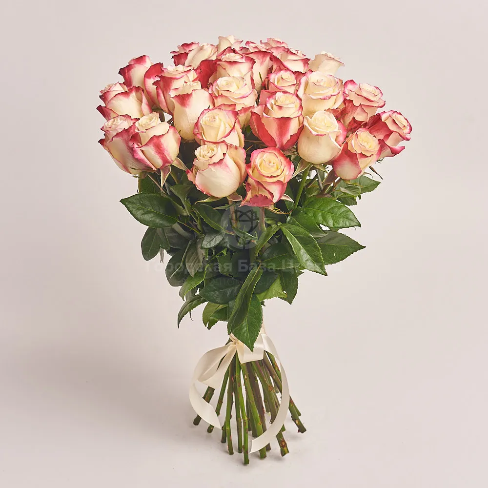 25 бело-красных роз (60 см)