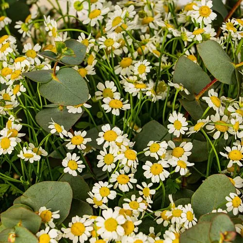 25 кустовых ромашек