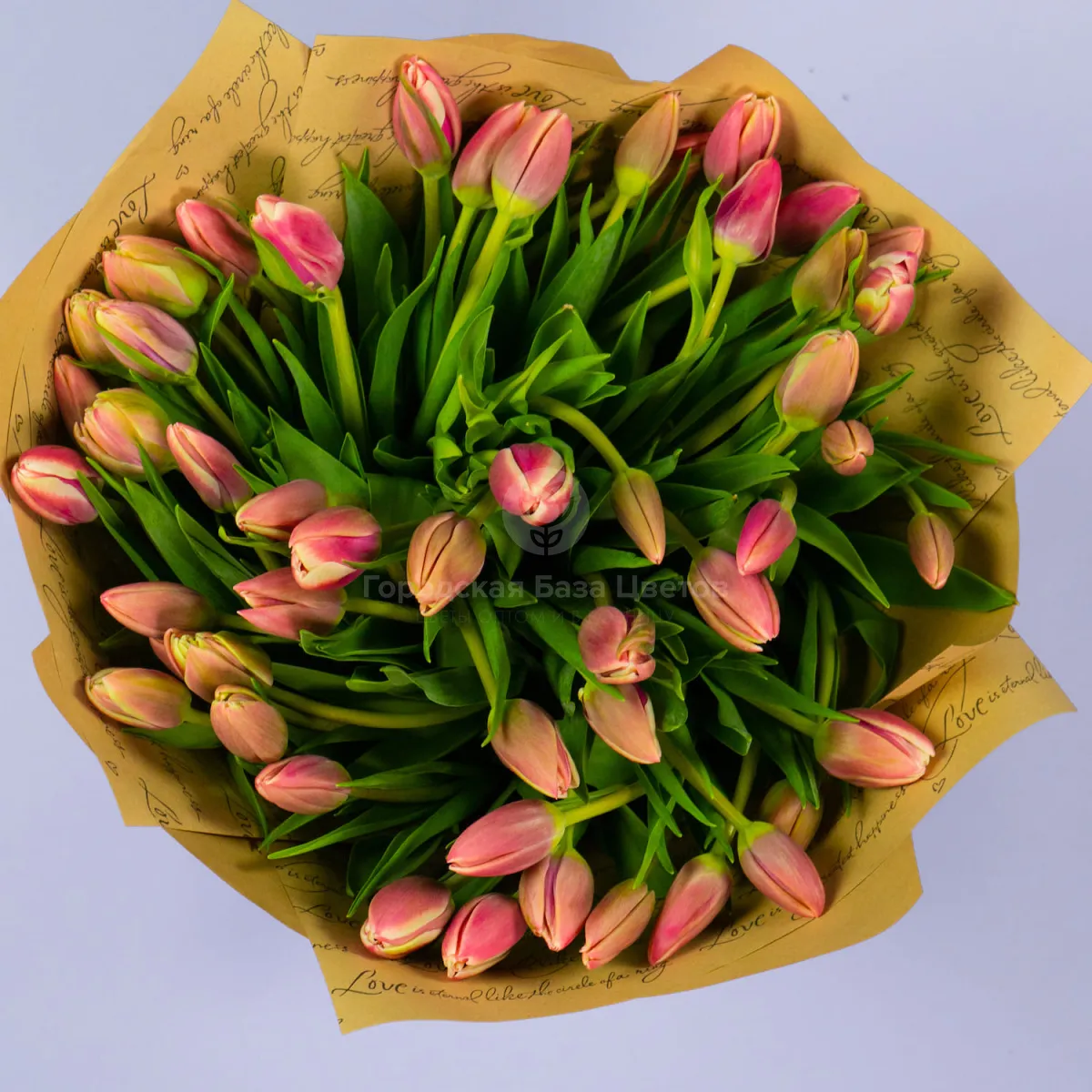 49 тюльпанов фото №2 49 тюльпанов