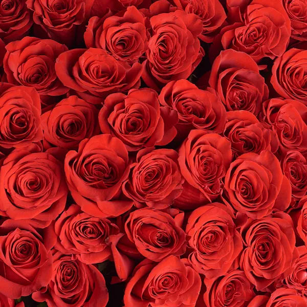 101 красная роза (60 см)