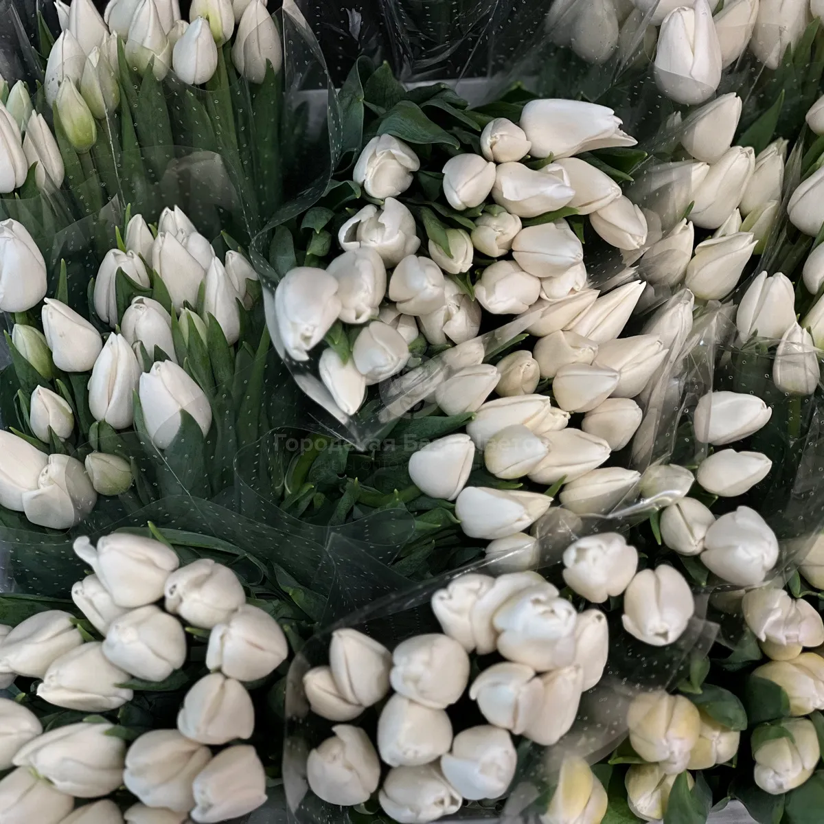 29 белых тюльпанов фото №5 29 белых тюльпанов