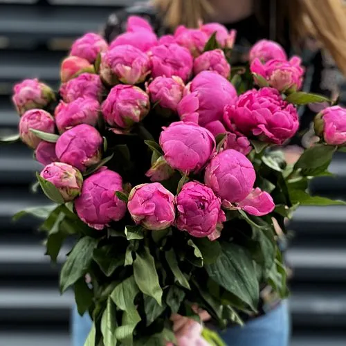 51 розовый пион