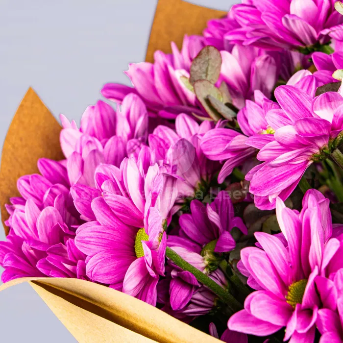 25 фиолетовых хризантем 