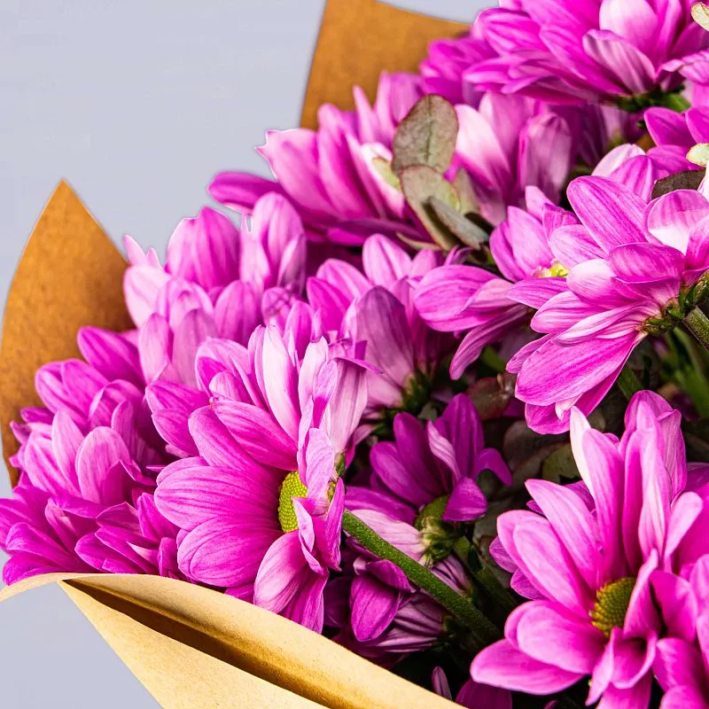 15 фиолетовых хризантем