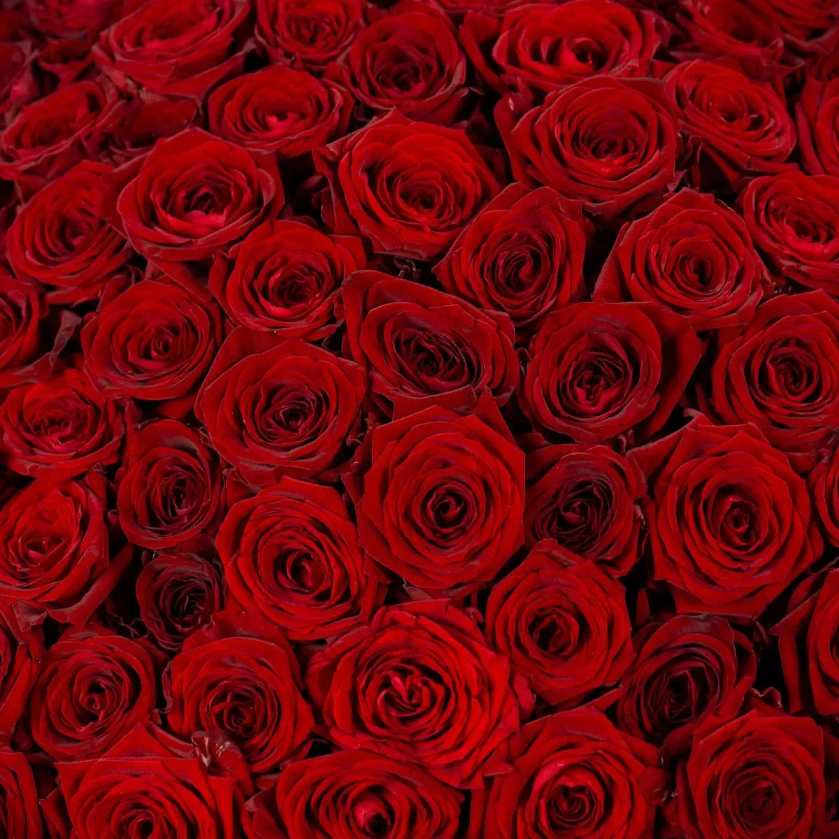 151 красная роза (60 см)