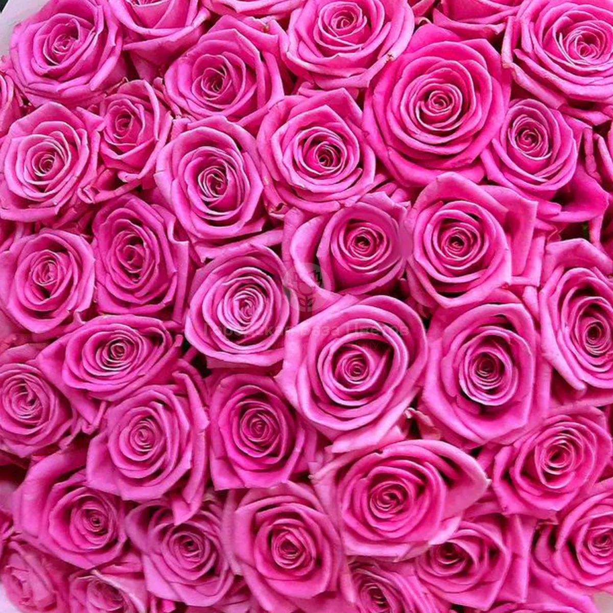 19 розовых роз (60 см)