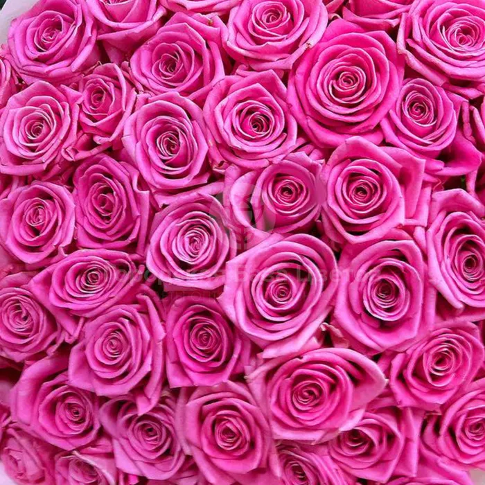 19 розовых роз (60 см)