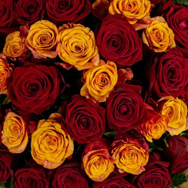 Букет из 35 бордовых и оранжевых роз