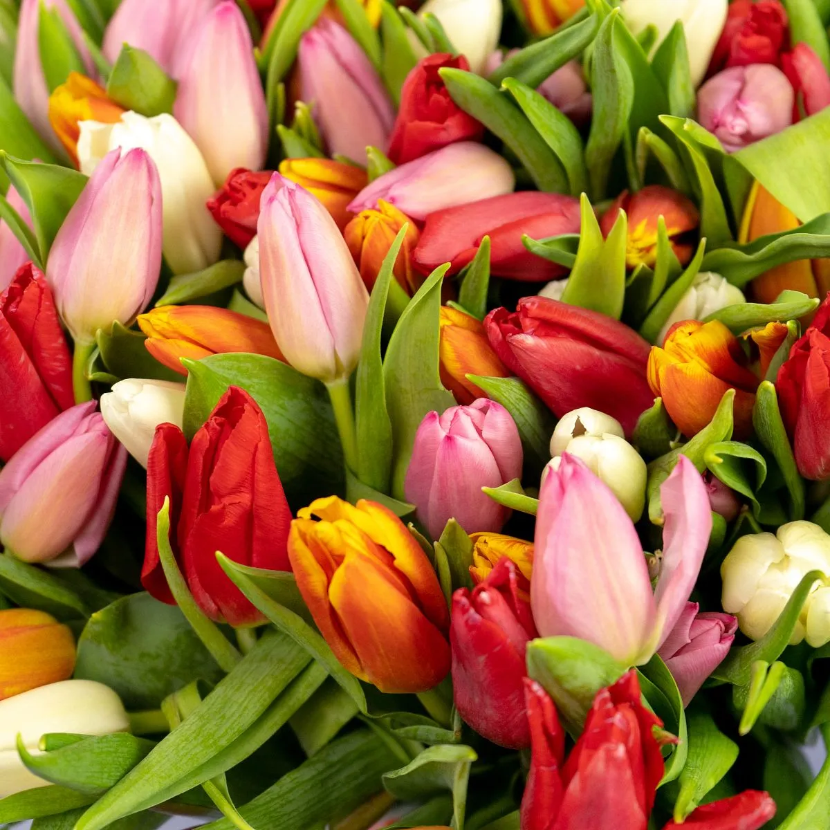 Букет из 201 светлого тюльпана миксфото №3 Букет из 201 светлого тюльпана микс