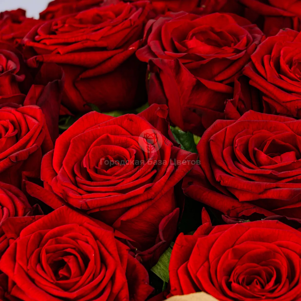 49 красных роз (60 см)