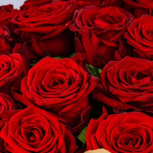 61 красная роза (60 см)