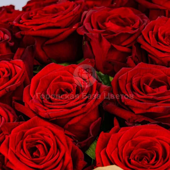 63 красных роз (60 см)
