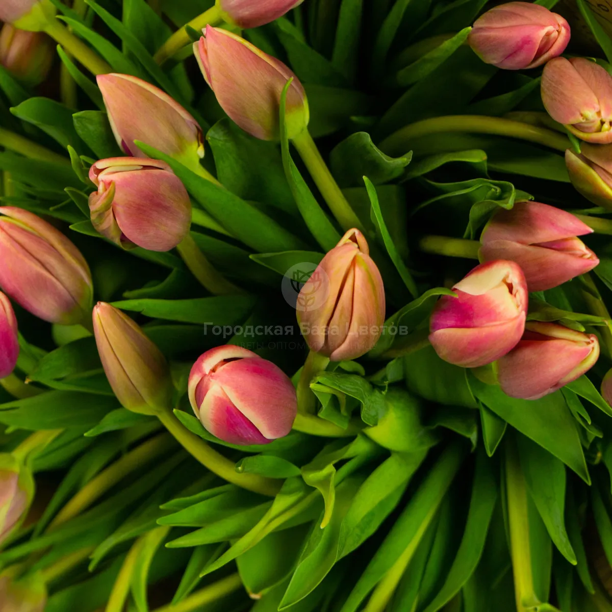 49 тюльпанов фото №4 49 тюльпанов