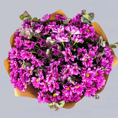 15 фиолетовых хризантем 