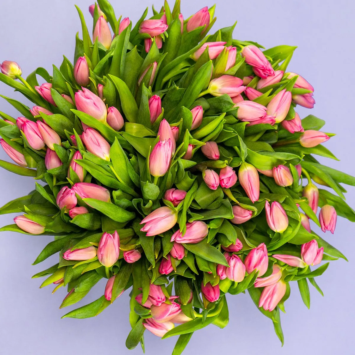 Букет из 101 розового тюльпана