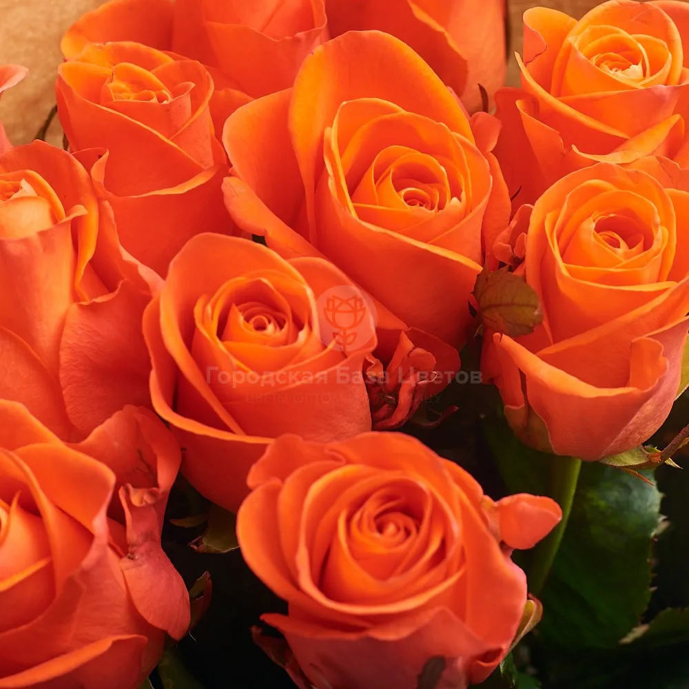 11 ярко-оранжевых роз (60 см)