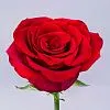 23 красные розы (35 см)