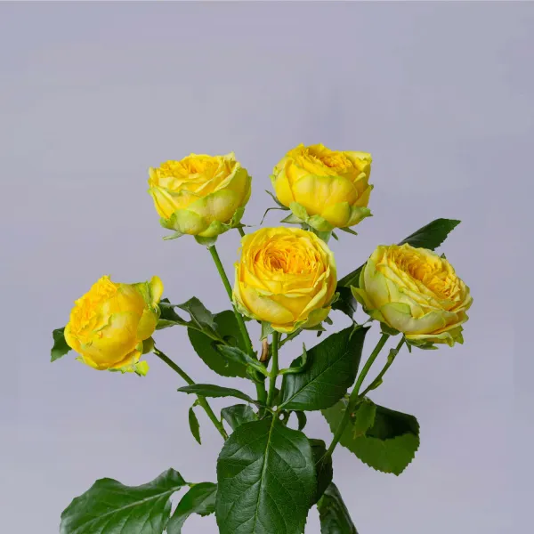 5 кустовых роз