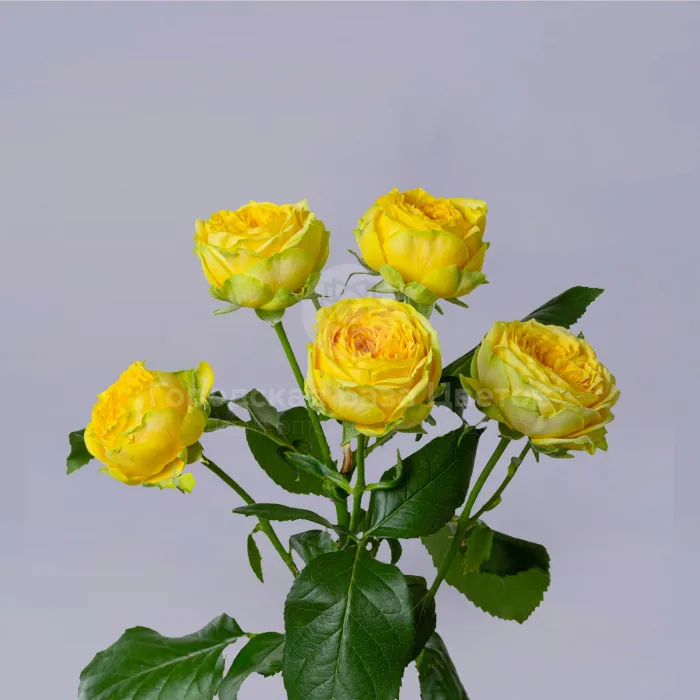 5 кустовых роз