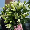 15 бело-зелёных лилий