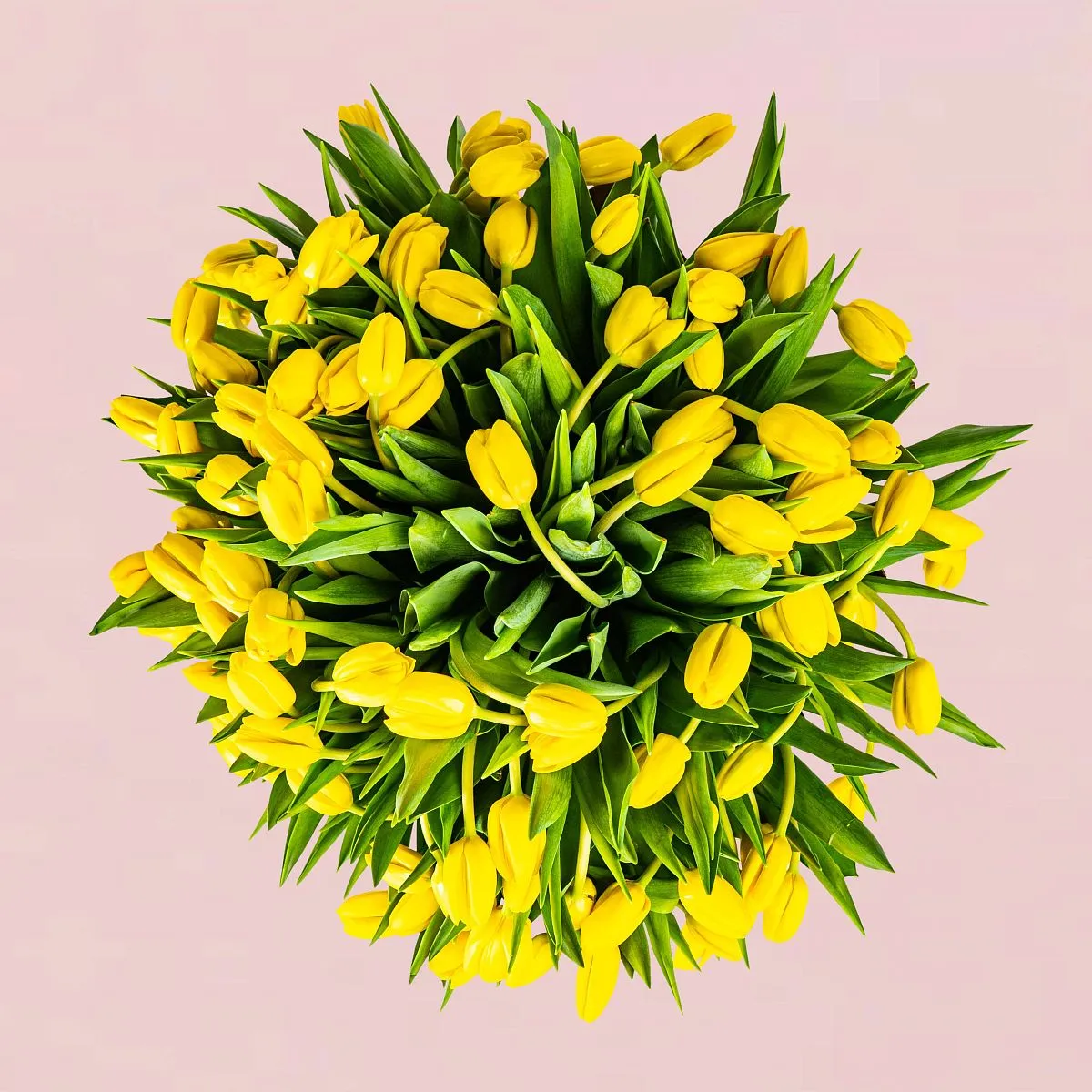 101 жёлтый тюльпан в коробкефото №2 101 жёлтый тюльпан в коробке