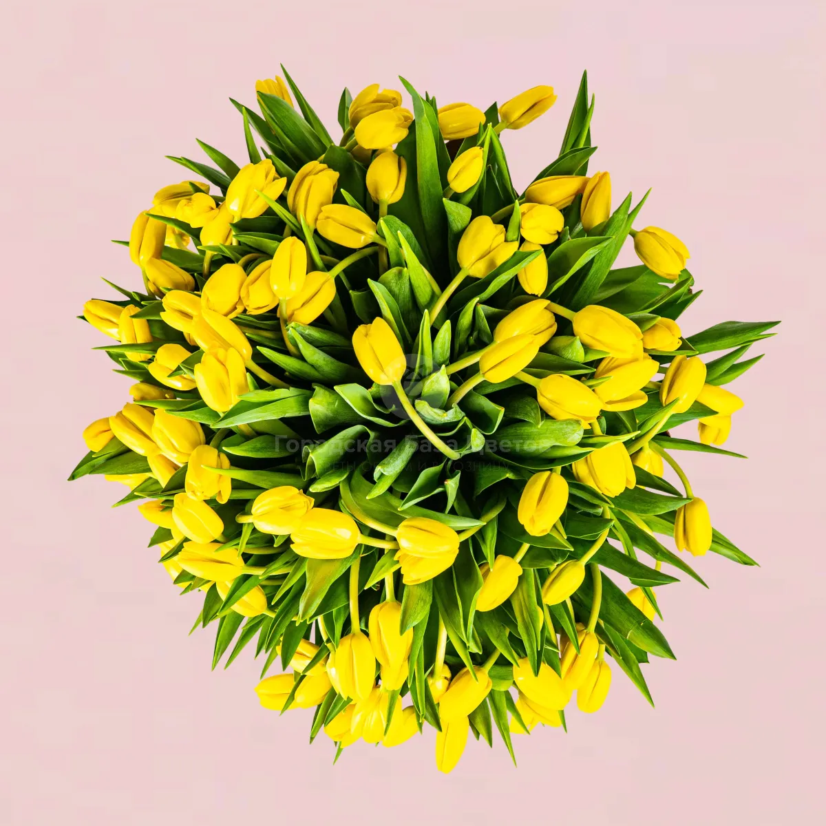 101 жёлтый тюльпан в коробке фото №2 101 жёлтый тюльпан в коробке