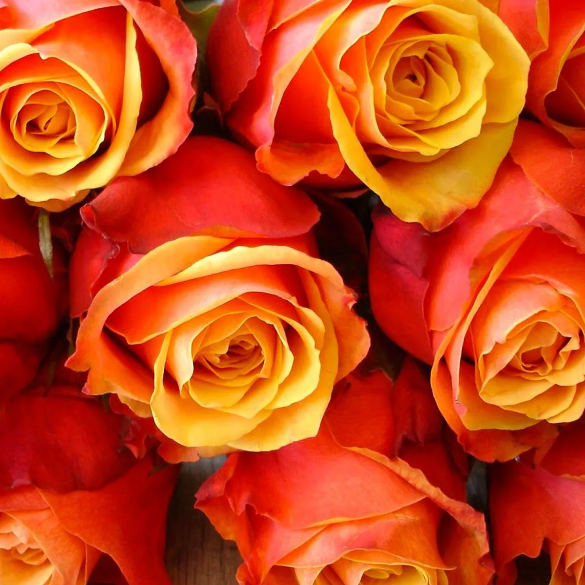21 оранжевая роза (50 см)