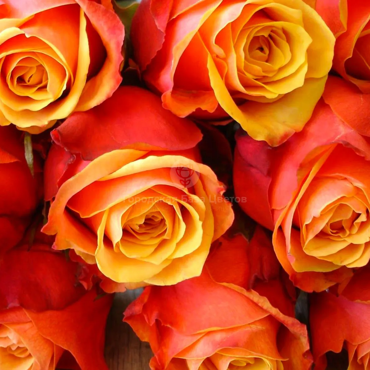 63 оранжевые розы (50 см)