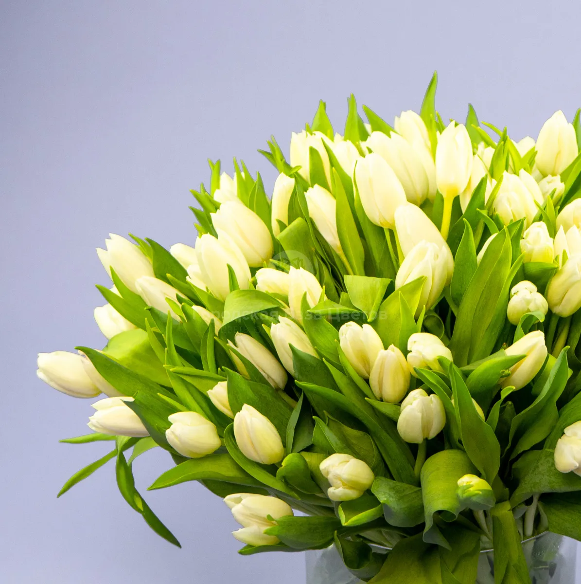 Букет из 101 белого тюльпана фото №3 Букет из 101 белого тюльпана