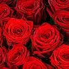87 красных роз (50 см)