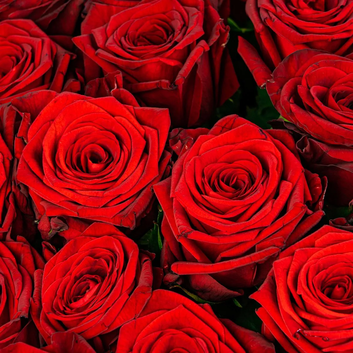 67 красных роз (50 см)