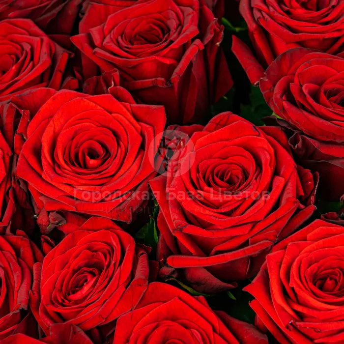 67 красных роз (50 см)