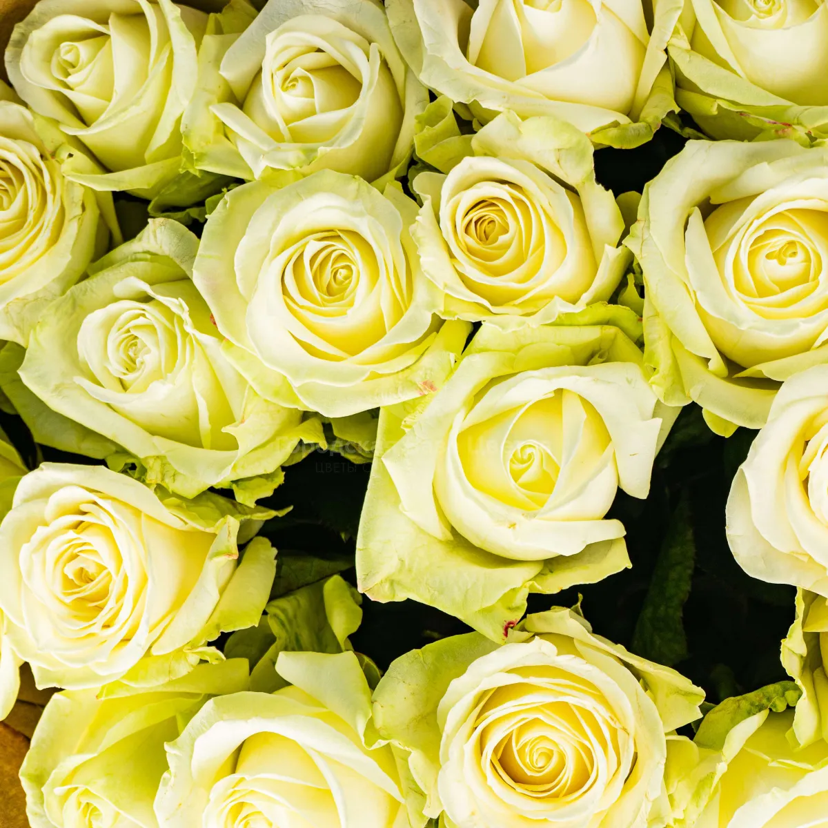 15 бело-зеленых роз (60 см)