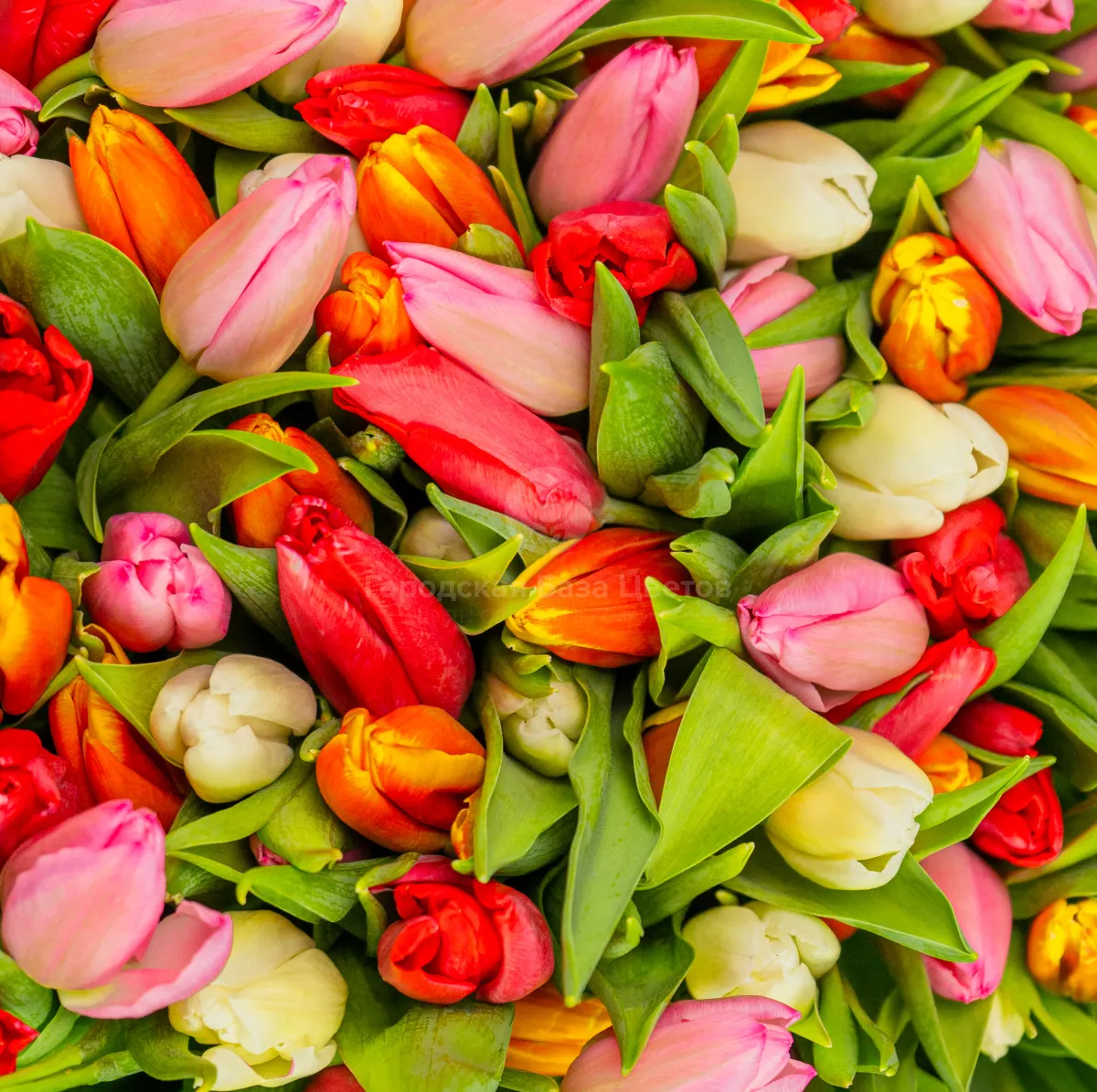 Букет из 151 тюльпана и эвкалипта фото №3 Букет из 151 тюльпана и эвкалипта