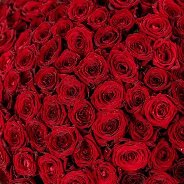 201 красная роза (60 см)