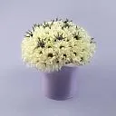 Белые хризантемы и эрингиумы в коробке