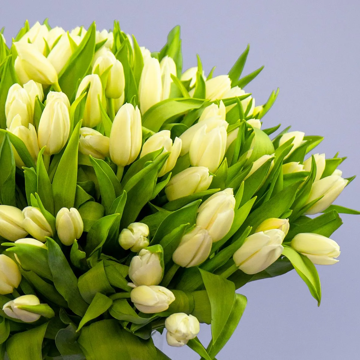 Букет из 97 тюльпановфото №5 Букет из 97 тюльпанов