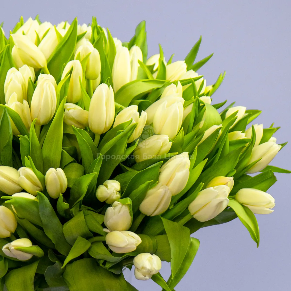 Букет из 97 тюльпанов фото №5 Букет из 97 тюльпанов